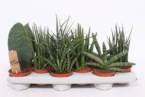 Sansevieria MIX