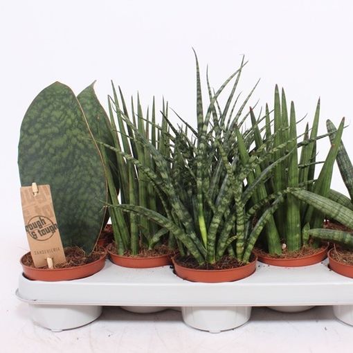 Sansevieria MIX