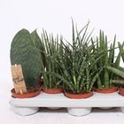 Sansevieria MIX