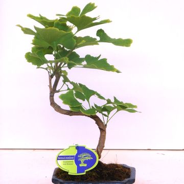 Ginkgo biloba
