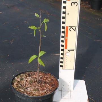 Asimina triloba