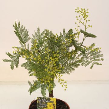 Acacia dealbata