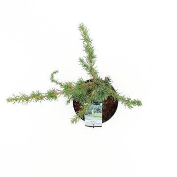 Cedrus libani 'Glauca Pendula'