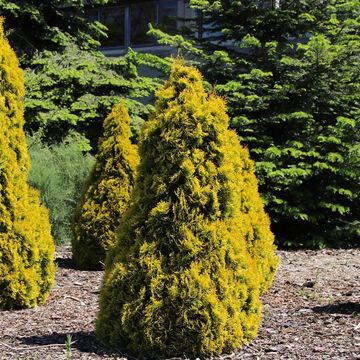 Thuja occidentalis GOLDEN SMARAGD