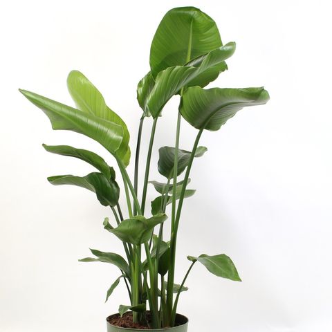 Strelitzia nicolai — Plant Wholesale FlorAccess