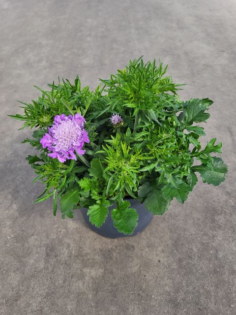 Scabiosa columbaria