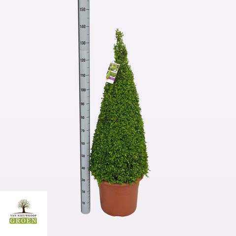 Buxus sempervirens