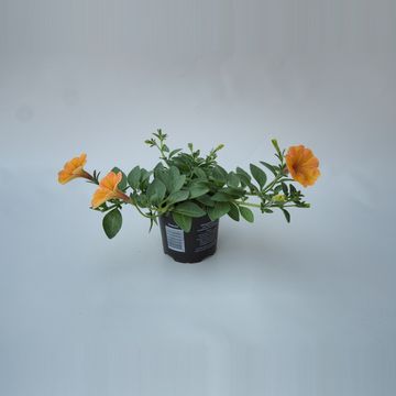 Petunia CASCADIAS INDIAN SUMMER