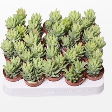 Sedum morganianum 'Magnum'