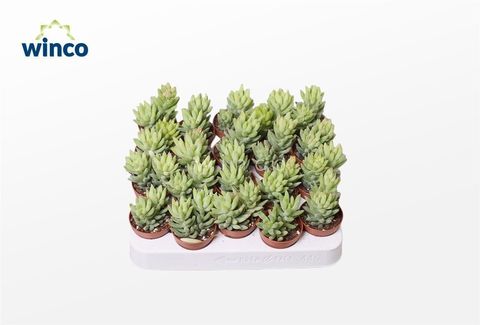 Sedum morganianum 'Magnum'