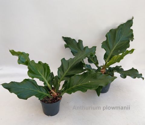 Anthurium plowmanii