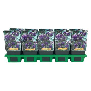 Aquilegia vulgaris 'Blue Barlow'