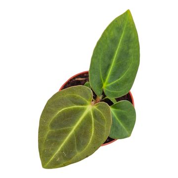 Anthurium Dark Phoenix x Papillilaminum
