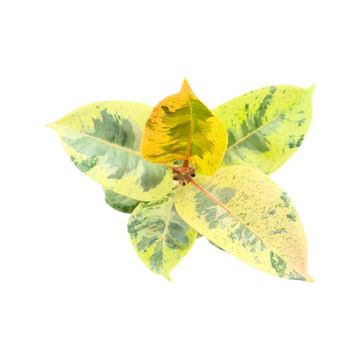 Ficus elastica 'Shivereana'