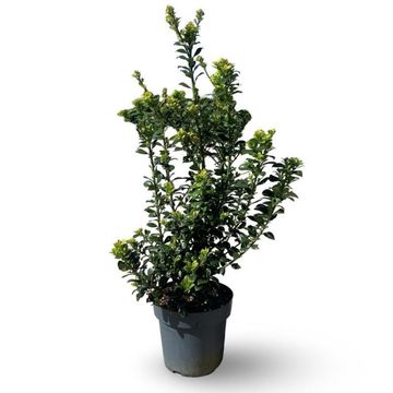 Ilex x meserveae HECKENFEE