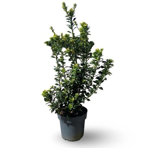 Ilex x meserveae HECKENFEE