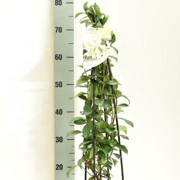 Trachelospermum jasminoides 'White Wings'