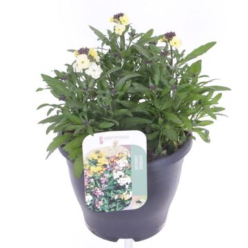 Erysimum LEYA LEMON GLOW