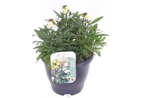 Erysimum LEYA LEMON GLOW