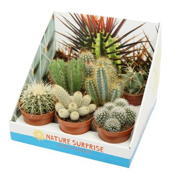 Cactées MIX
