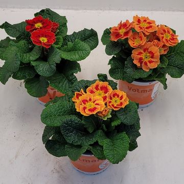 Primula vulgaris SOLENA MIX