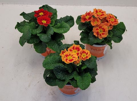 Primula vulgaris SOLENA MIX