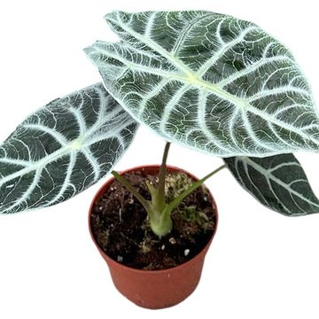 Alocasia 'Watsoniana Lightning'