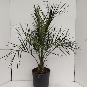 Butia capitata
