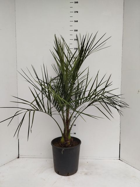 Butia capitata