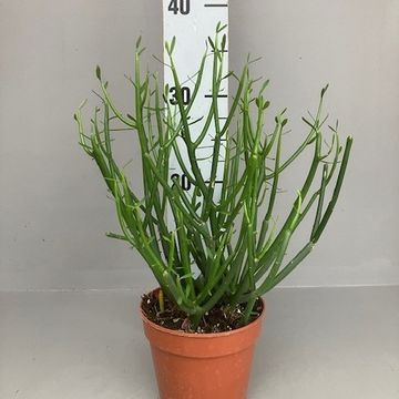 Euphorbia tirucalli