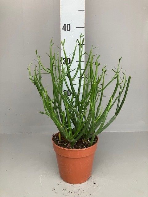 Euphorbia tirucalli