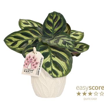 Calathea makoyana