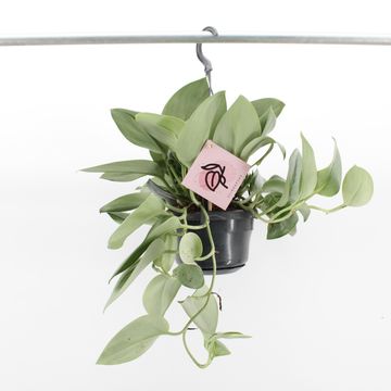 Scindapsus treubii 'Moonlight'