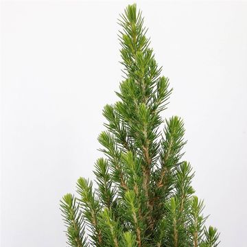 Picea glauca ПЕРФЕКТА