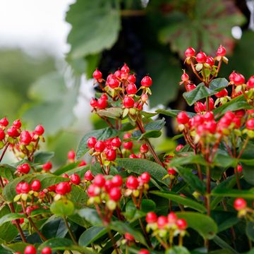 Hypericum MIRACLE ATTRACTION