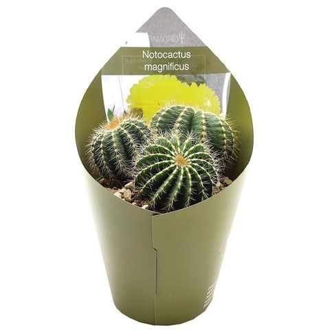 Notocactus magnificus