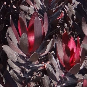 Leucadendron laureolum 'Burgundy Sunset'