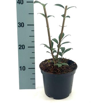 Euonymus alatus 'Compactus'