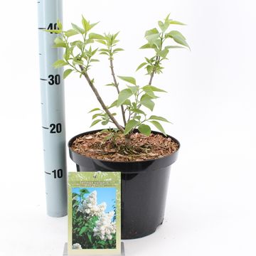 Syringa vulgaris 'Mme Lemoine'