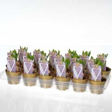 Hyacinthus Гиацинт восточный 'Уайт Перл'