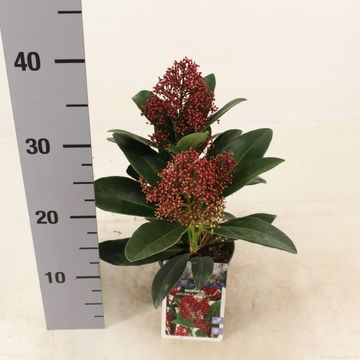 Skimmia japonica 'Rubella'