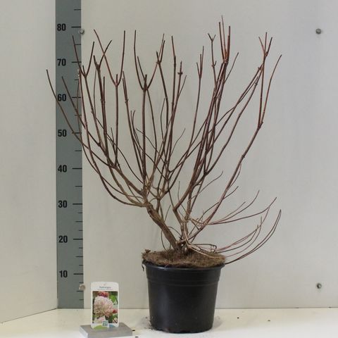 Hydrangea paniculata 'Phantom'