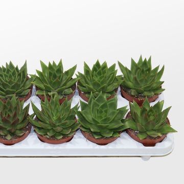 Echeveria agavoides 'Ebony'