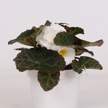 Begonia TENELLA F1 WHITE
