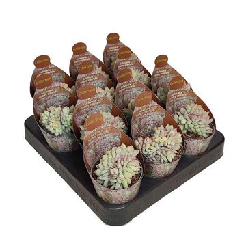 Echeveria 'Mystery Cristata'