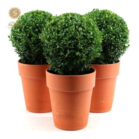 Buxus sempervirens