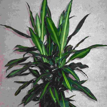 Dracaena fragrans CINTHO