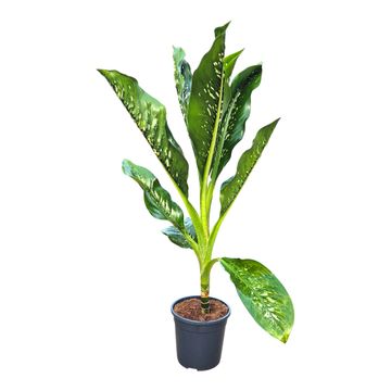 Dieffenbachia 'Crocodile'