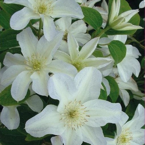 Clematis 'Yukikomachi' (LL)