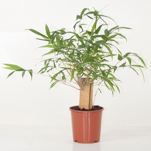 Bambusa vulgaris (Ammerlaan, The Green Innovater)